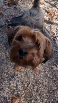 Rescue Yorkshire Terrier Dogs for Adoption in Muskegon, Michigan - Ace | PetCurious