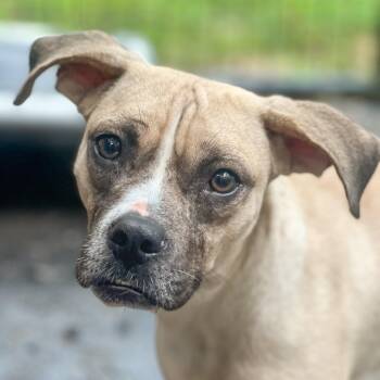 Fiona -  Pit Bull Terrier and Chihuahua Dog for Adoption in Richmond, Virginia - Fiona | PetCurious