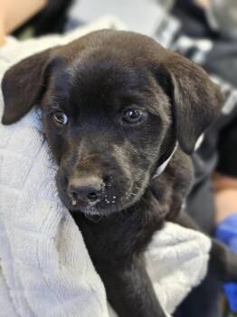 Rescue Australian Cattle Dog Blue Heeler and Shepherd Dogs for Adoption in Rockwall, Texas - Found Stray: Tasha | PetCurious