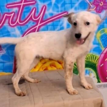 Australian Cattle Dog Blue Heeler and Mixed Breed Dogs Available for Adoption in Medfield, Massachusetts - Bella | PetCurious