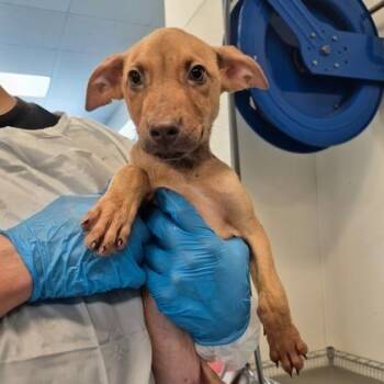 Joey -  Vizsla and German Pinscher Dog for Adoption in Morton Grove, Illinois - Joey | PetCurious