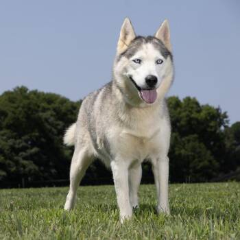 Aspen -  Husky Dog for Adoption in Franklin, Tennessee - Aspen | PetCurious