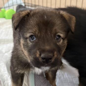 Border Collie and German Shepherd Dog Dogs Available for Adoption in Andover, Massachusetts - Orion Hufflepup | PetCurious