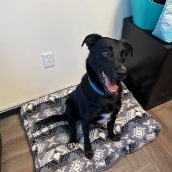Rescue Black Labrador Retriever and German Shepherd Dog Dogs for Adoption in Lavon, Texas - Taylor | PetCurious