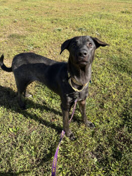 Rescue Labrador Retriever and Mixed Breed Dogs for Adoption in Bloomsburg, Pennsylvania - Dante | PetCurious