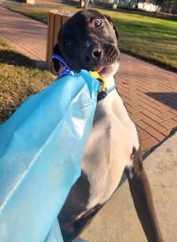 Pit Bull Terrier Dogs Available for Adoption - Saturn | PetCurious