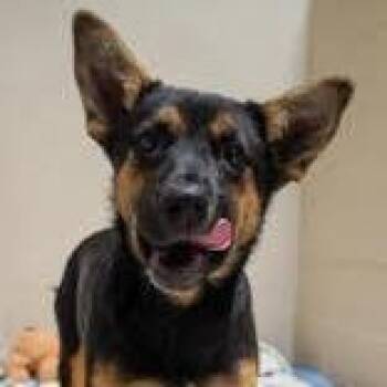 German Shepherd Dog Dogs Available for Adoption in West Des Moines, Iowa - Pearl | PetCurious