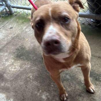 Mixed Breed Dogs Available for Adoption in Gadsden, Alabama - Raspberry | PetCurious