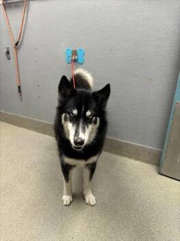Rescue Siberian Husky Dogs for Adoption in Las Vegas, Nevada - SNICKERS | PetCurious
