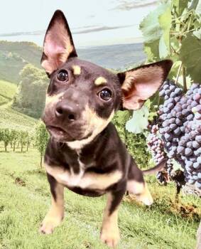 Dolly -  French Bulldog and Miniature Pinscher Dog for Adoption in Westfield, New York - Dolly | PetCurious