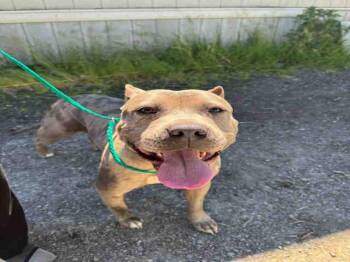 VENUS -  Pit Bull Terrier Dog for Adoption in Kent, Washington - VENUS | PetCurious