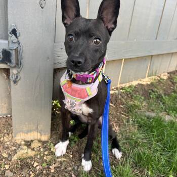 Chihuahua Dogs Available for Adoption in Gainesville, Virginia - Dahlia  | PetCurious