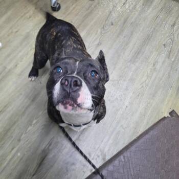 Oreo -  Mixed Breed Dog for Adoption in Summerville, South Carolina - Oreo | PetCurious