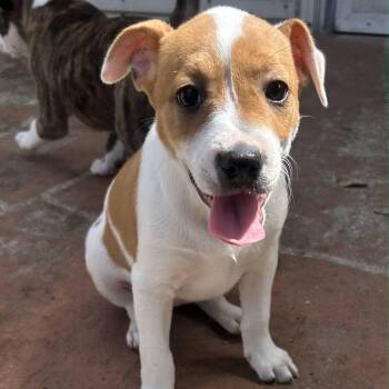 Rescue Pit Bull Terrier and Jack Russell Terrier Dogs for Adoption in Lake Worth Beach, Florida - Susanna | PetCurious