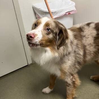 Rescue Australian Shepherd Dogs for Adoption in Harrisonburg, Virginia - Oliver | PetCurious