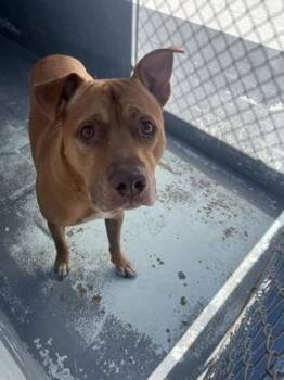 Pit Bull Terrier and Mixed Breed Dogs Available for Adoption - Steve - 2 | PetCurious