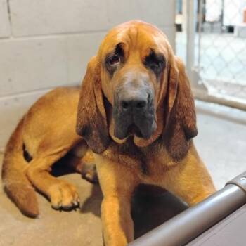 Trusty -  Bloodhound Dog for Adoption in Trenton, Georgia - Trusty | PetCurious
