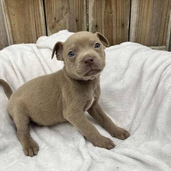 Mixed Breed Dogs Available for Adoption - Puppy4 | PetCurious