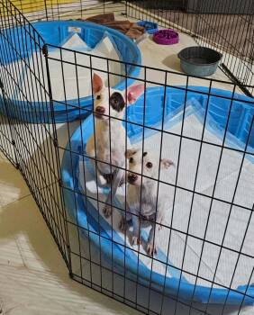 Pierre -  Rat Terrier Dog for Adoption in Pottstown, Pennsylvania - Pierre | PetCurious