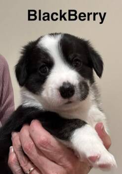 Blackberry -  Australian Cattle Dog Blue Heeler and Mixed Breed Dog for Adoption in Maryville, Tennessee - Blackberry | PetCurious
