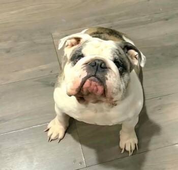English Bulldog Dogs Available for Adoption in Austin, Texas - Rip | PetCurious