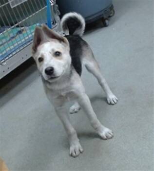 MAGGIE -  German Shepherd Dog and Australian Cattle Dog Blue Heeler Dog for Adoption in Salinas, California - MAGGIE | PetCurious