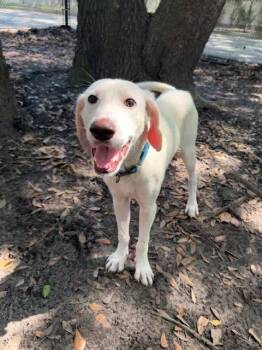 Four -  Mixed Breed Dog for Adoption in Charleston, South Carolina - Four | PetCurious