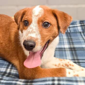 Leonardo -  Australian Cattle Dog Blue Heeler Dog for Adoption in Gainesville, Texas - Leonardo | PetCurious