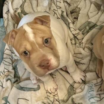 Ramen -  Shar Pei and French Bulldog Dog for Adoption in Phoenix, Arizona - Ramen | PetCurious