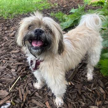 Lucie -  Mixed Breed Dog for Adoption in Oshkosh, Wisconsin - Lucie | PetCurious
