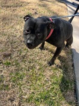 Pit Bull Terrier Dogs Available for Adoption - Veto - 11335 | PetCurious