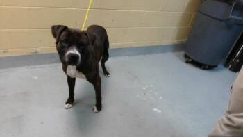 CASH -  Pit Bull Terrier and Mixed Breed Dog for Adoption in Tulsa, Oklahoma - CASH | PetCurious