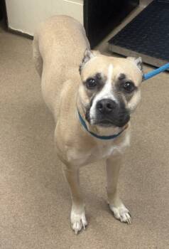 Rescue Mixed Breed Dogs for Adoption in Chamblee, Georgia - Winslet | PetCurious