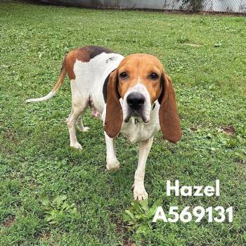 HAZEL -  Black And Tan Coonhound and Mixed Breed Dog for Adoption - HAZEL | PetCurious