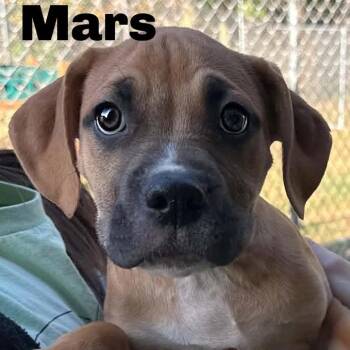Mars 260752 -  Mixed Breed Dog for Adoption in Gladstone, Michigan - Mars 260752 | PetCurious