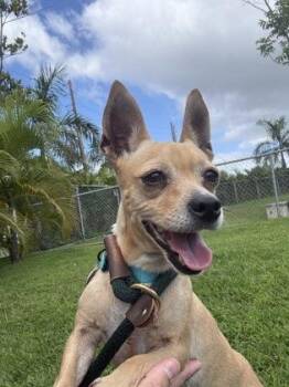 Chihuahua and Mixed Breed Dogs Available for Adoption - Macchiato | PetCurious