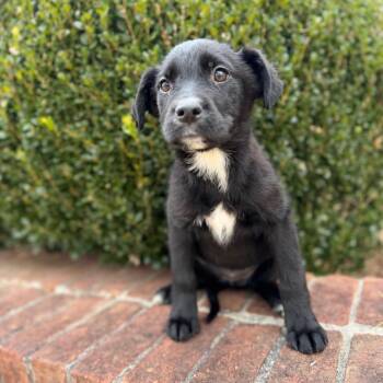 Mixed Breed Dogs Available for Adoption - Wombat | PetCurious