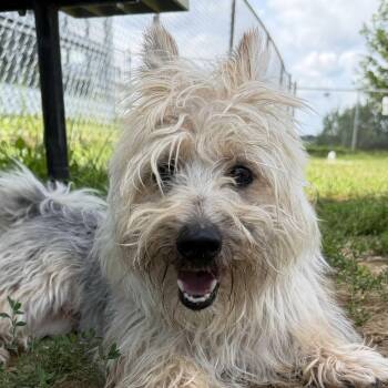 George Clooney -  Silky Terrier Dog for Adoption in Grayslake, Illinois - George Clooney | PetCurious