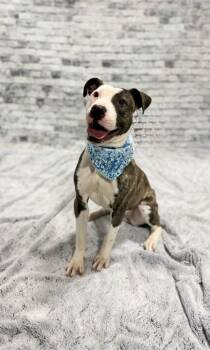 Mixed Breed Dogs Available for Adoption in Muskegon, Michigan - Tess | PetCurious