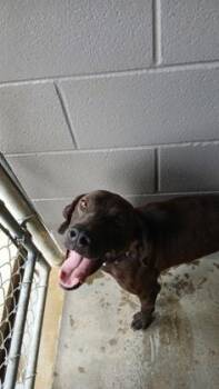Pedro -  Plott Hound Dog for Adoption in Marshall, North Carolina - Pedro | PetCurious