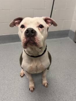 BULL -  Staffordshire Bull Terrier Dog for Adoption in Indianapolis, Indiana - BULL | PetCurious