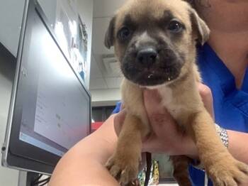 Rescue Pit Bull Terrier and Mixed Breed Dogs for Adoption in Fort Worth, Texas - Betsy | PetCurious