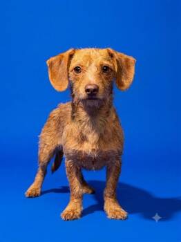 KARINA -  Mixed Breed Dog for Adoption in Jacksonville, Florida - KARINA | PetCurious