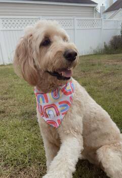Rescue Goldendoodle Dogs for Adoption in Statesboro, Georgia - Ruby | PetCurious