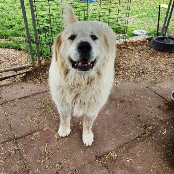 Rescue Great Pyrenees Dogs for Adoption in Boaz, Alabama - Alex | PetCurious