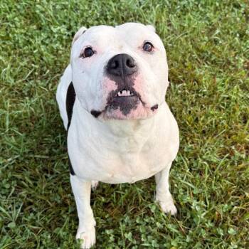 Dixie -  Mixed Breed and Pit Bull Terrier Dog for Adoption in York, Pennsylvania - Dixie | PetCurious