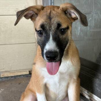 Rosie -  Boxer and Shepherd Dog for Adoption in San Antonio, Texas - Rosie | PetCurious