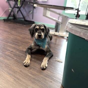 Rescue Mixed Breed and Poodle Dogs for Adoption in Kittanning, Pennsylvania - Matilda (7/26/2025) | PetCurious