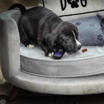 American Staffordshire Terrier Dogs Available for Adoption in Clarinda, Iowa - Puppy-5 | PetCurious