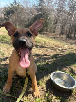 Black Mouth Cur Dogs Available for Adoption - Dozer  | PetCurious